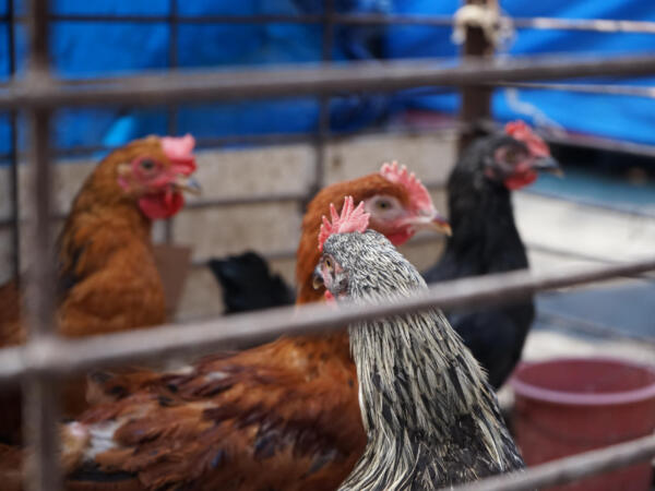 M170504_095722_09882