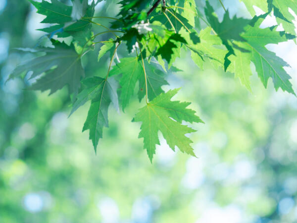 M250811_103308_07349