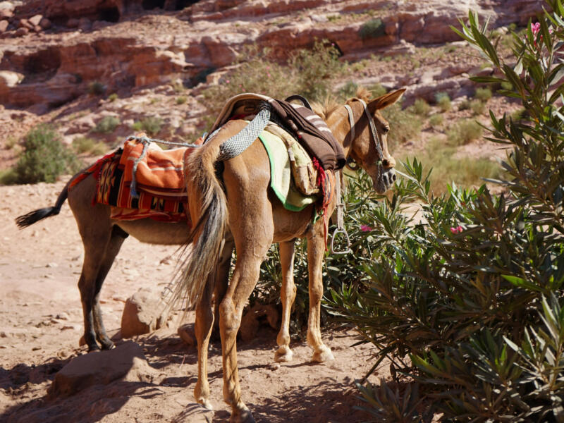 Petra — Jordan