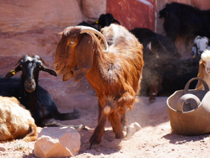 Petra — Jordan