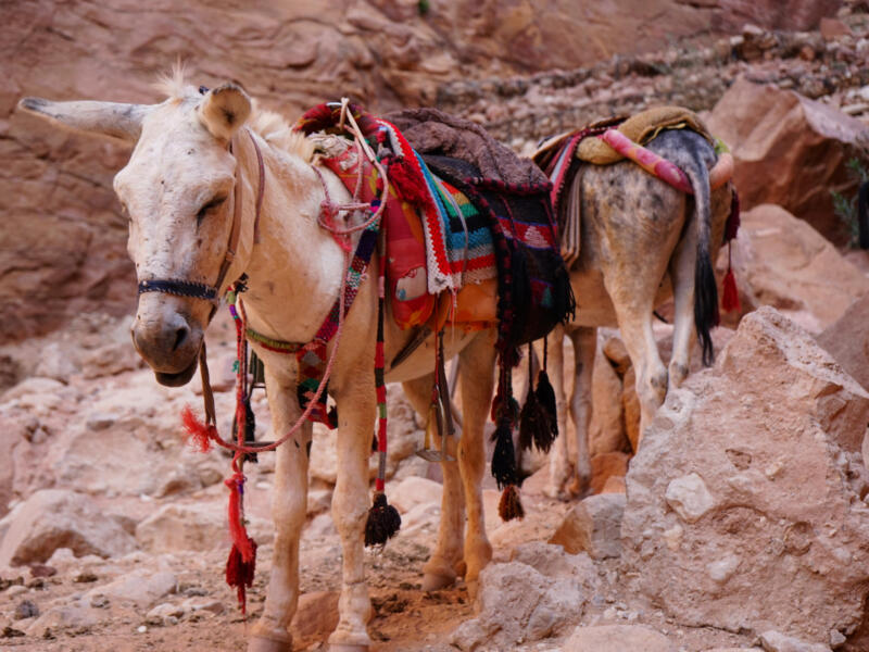 Petra — Jordan